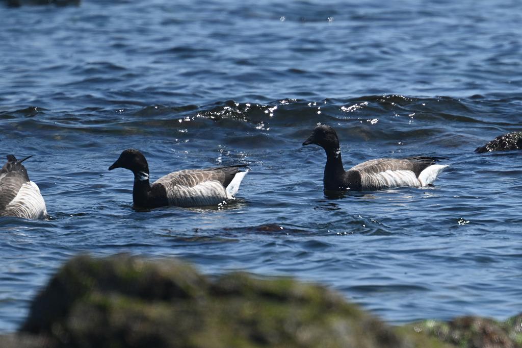 Goose, Brant, 2025-05037350 Parker River NWR, MA.JPG - Brant. Parker River National Wildlife Refuge, MA, 5-3-2025